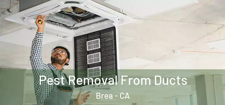  Pest Removal From Ducts Brea - CA